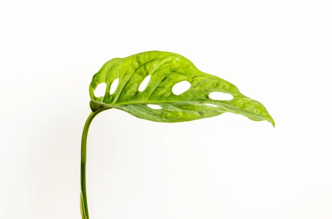 Elephant Ear Plant: A Beautiful Giant Plant For Your Garden