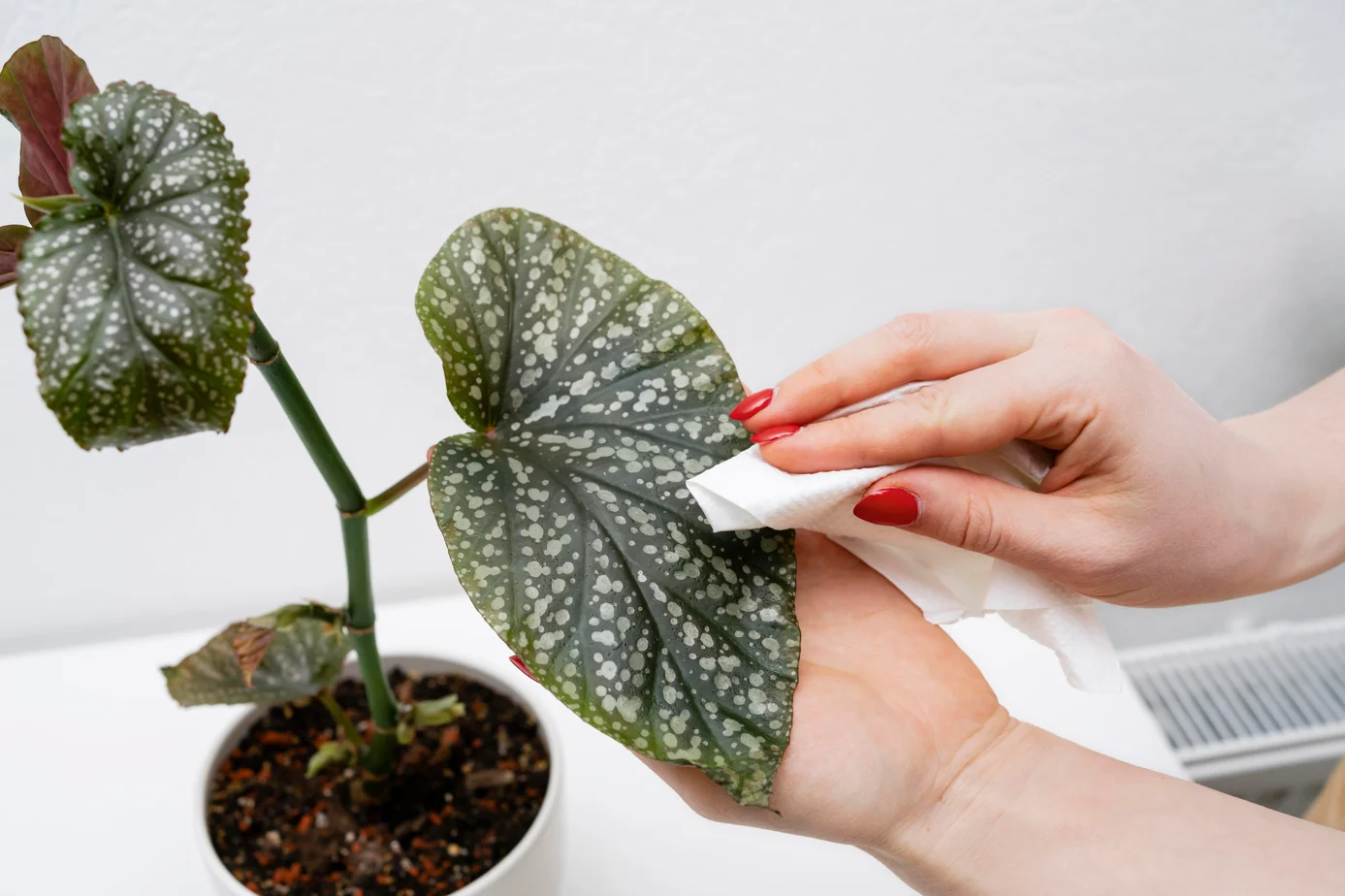 Elephant Ear Plant Care
