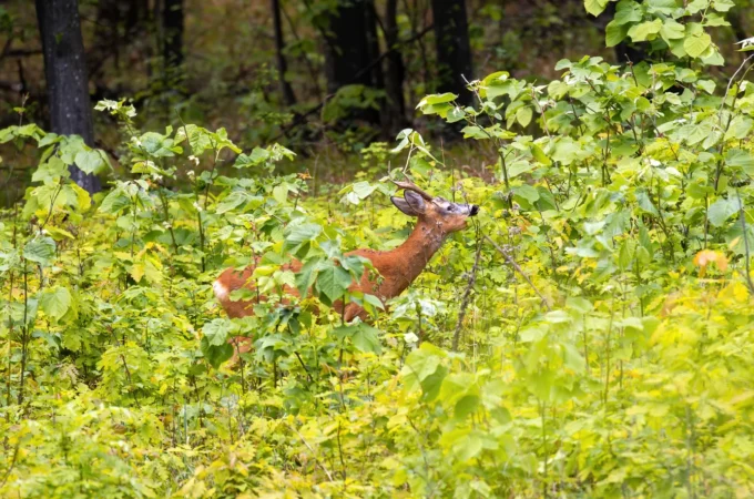 Deer Hardy Plants: Best Choice for the garden to protect