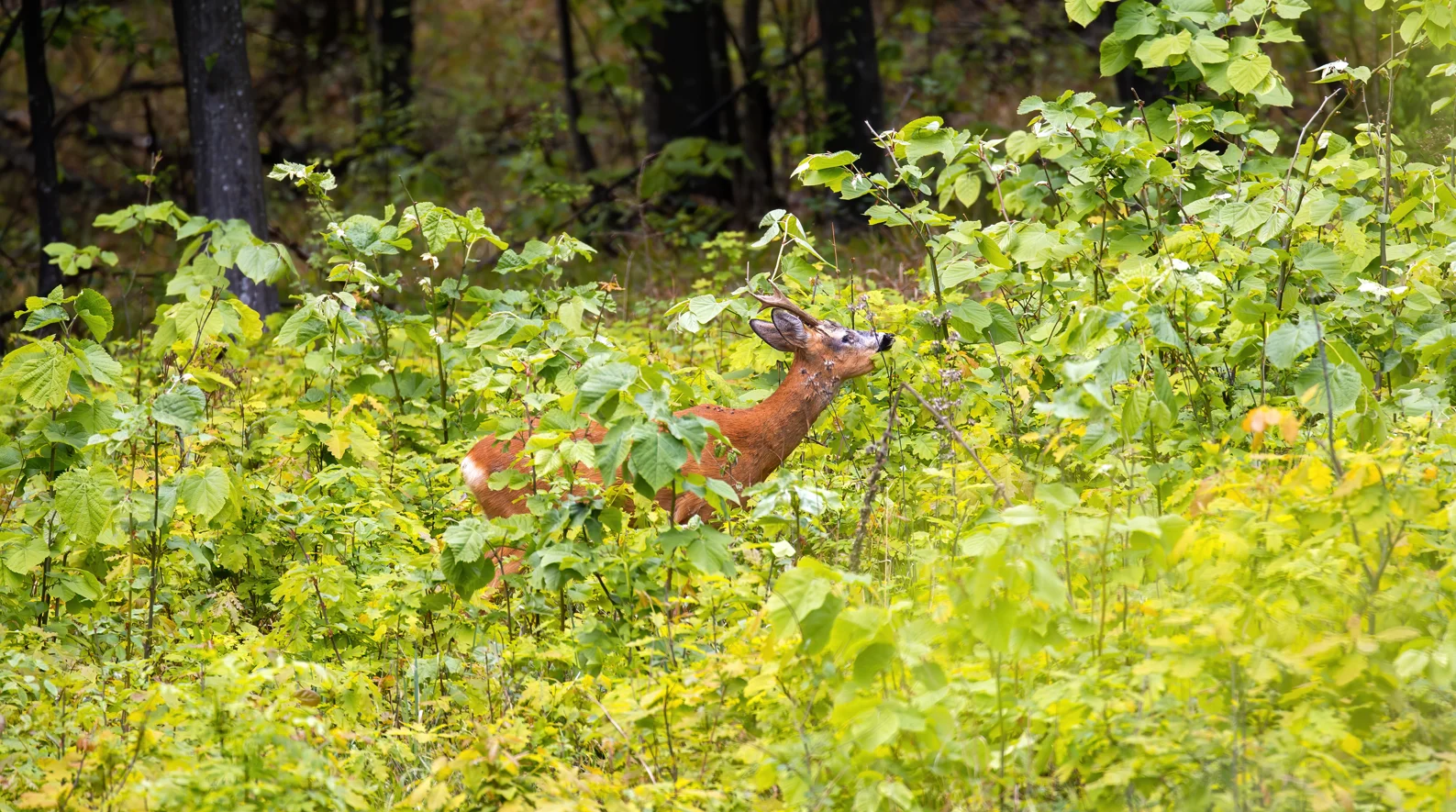 Deer Hardy Plants: Best Choice for the garden to protect