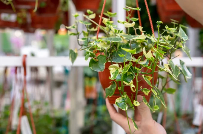 Hoya Plant: Beautiful and easy to grow in every home