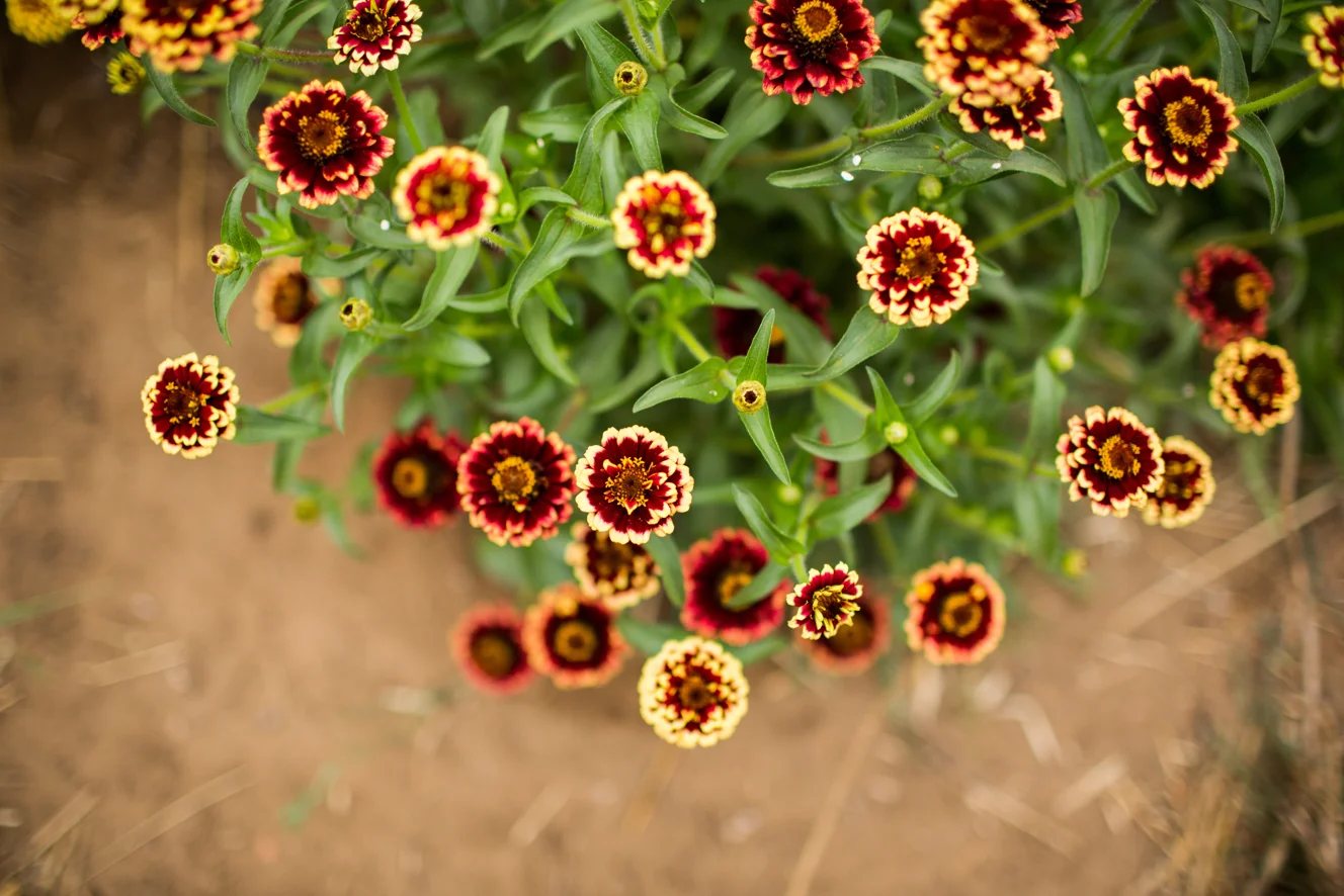 Deer Resistant Perennial Plant